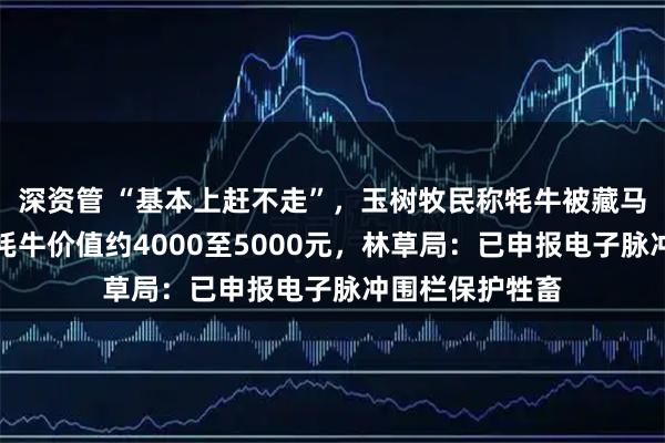 深资管 “基本上赶不走”,玉树牧民称牦牛被藏马熊咬死,每头牦牛价值约4000至5000元,林草局:已申报电子脉冲围栏保护牲畜